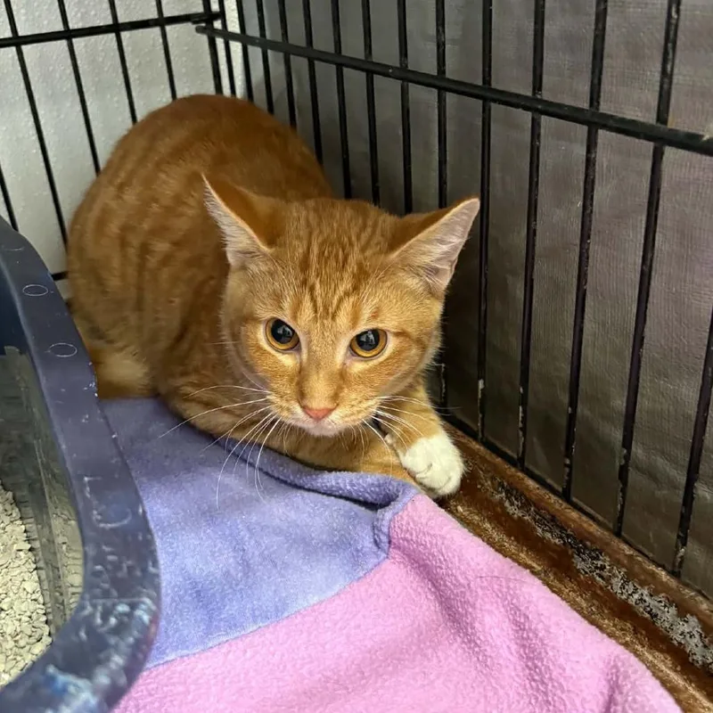 A young small-sized male Orange / Red Domestic Short Hair cat named Security Wand for adoption in Stephenville, TX