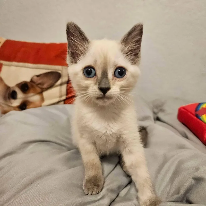 A baby medium-sized female Blue Point Siamese cat named Daisy for adoption in San Juan Capistrano, CA