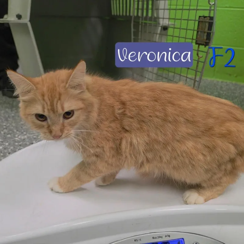 Veronica thumbnail 2