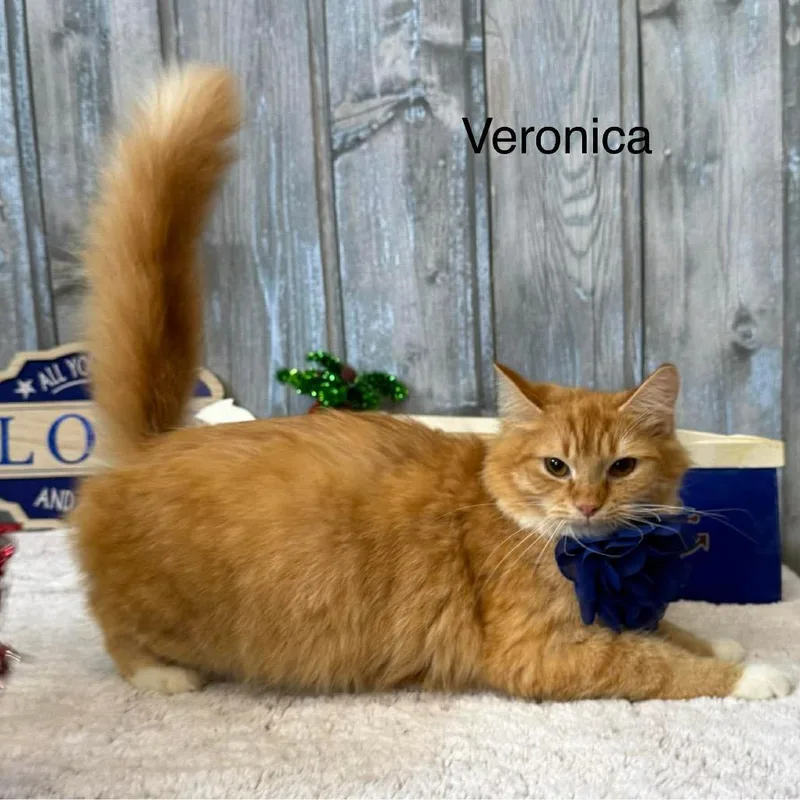 Veronica thumbnail 3