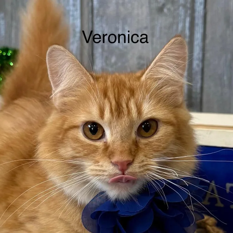 Veronica thumbnail 4