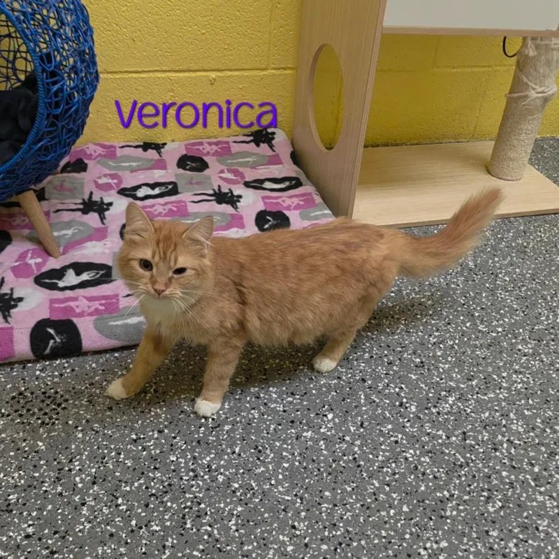 Veronica thumbnail 5