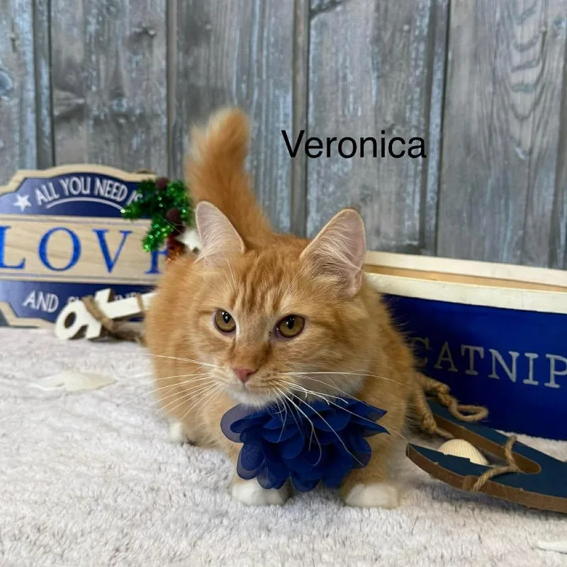 Veronica thumbnail 6