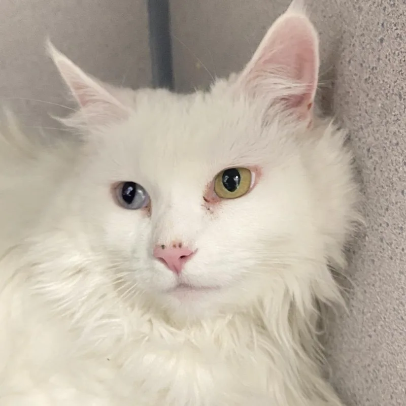 An adult large-sized female White Domestic Long Hair cat named Yuki for adoption in Sheridan, WY