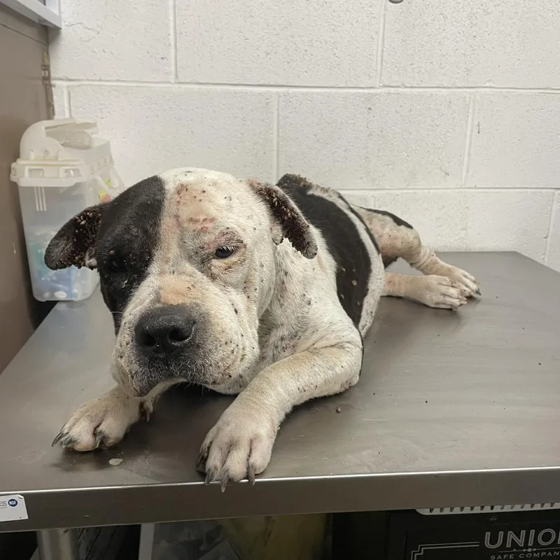 An adult medium-sized female White / Cream English Bulldog dog named Betty Boop C for adoption in Allen, TX