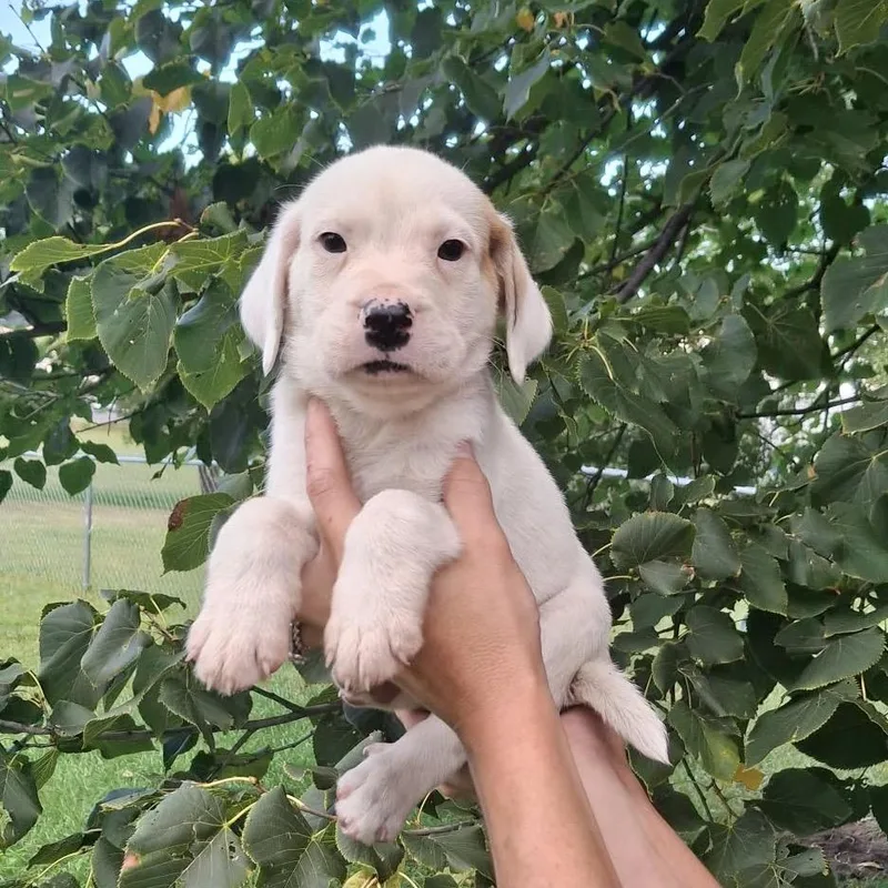 A baby medium-sized male English Bulldog dog named Dirk for adoption in Wadena, MN