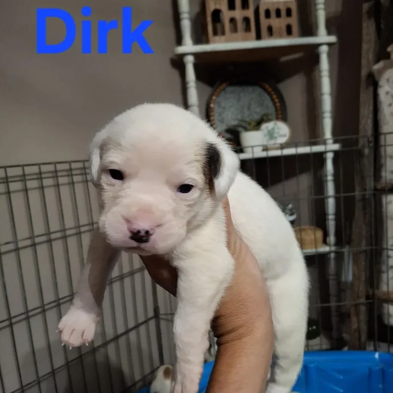 Dirk thumbnail 2