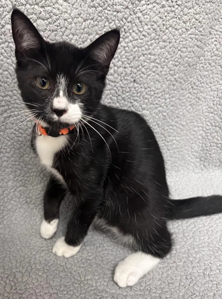 A baby medium-sized male Domestic Short Hair cat named Tumbleweed for adoption in Madison, GA