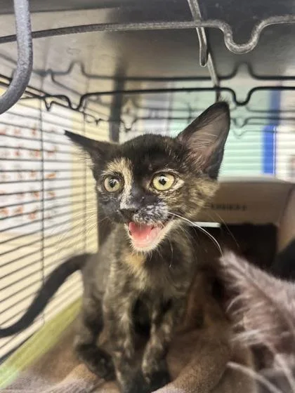 A baby small-sized female Domestic Short Hair cat named Amber for adoption in Vero Beach, FL