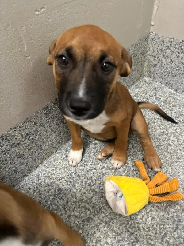 A baby small-sized female Tricolor (Brown, Black, & White) Hound dog named Buckeye for adoption in Manassas, VA