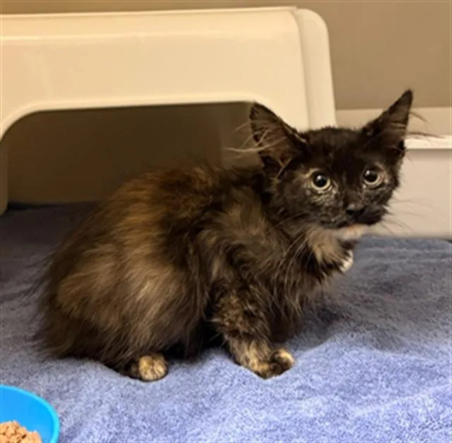 A baby small-sized female Domestic Medium Hair cat named Nesquik for adoption in Statesville, NC
