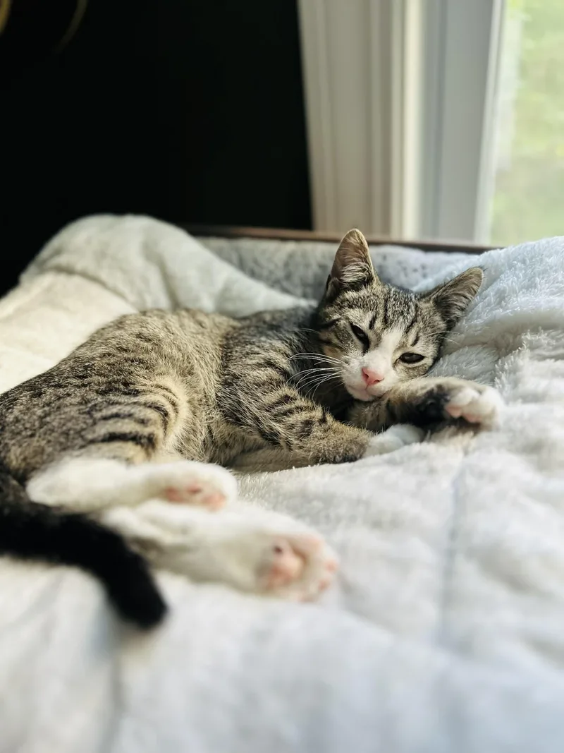 A young medium-sized male Tabby (Buff / Tan / Fawn) Domestic Short Hair cat named Clove for adoption in Belchertown, MA