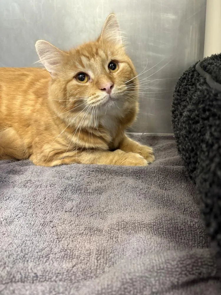 An adult medium-sized male Domestic Medium Hair cat named Jasper for adoption in Bowling Green, OH