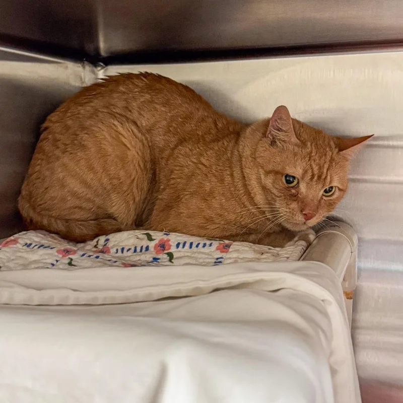 An adult large-sized male Orange / Red Domestic Short Hair cat named Orangie for adoption in Kennebunk, ME