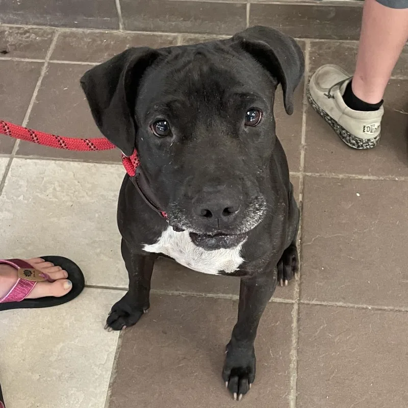 An adult medium-sized male Black Mixed Breed dog named StrayMorningsideDrive"Smokey" for adoption in Columbus, GA