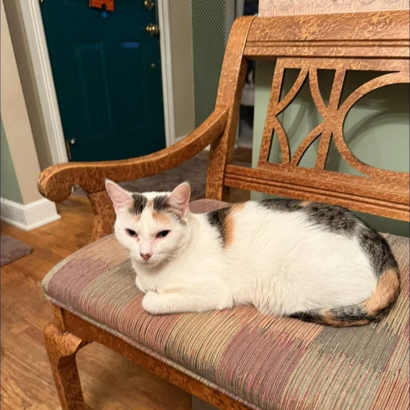 A young medium-sized female Torbie cat named Autumn for adoption in Newark, NJ
