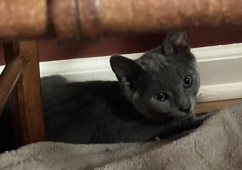 A baby medium-sized male Gray / Blue / Silver Domestic Short Hair cat named Dinky  Willow Grove for adoption in Greenville, DE