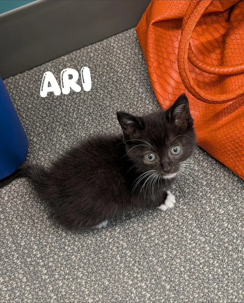 A baby medium-sized female Black & White / Tuxedo Domestic Short Hair cat named Ari for adoption in Overland Park, KS