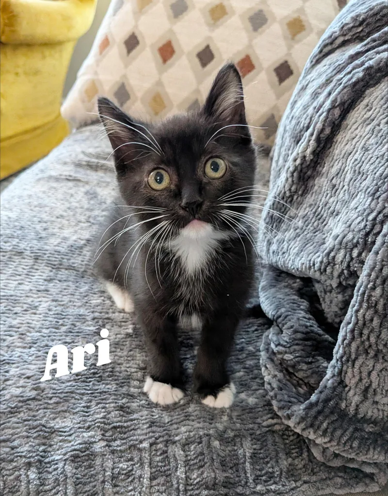 Ari thumbnail 2