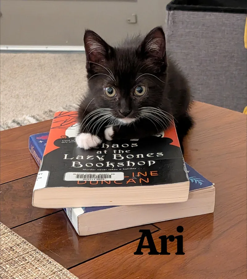 Ari thumbnail 3