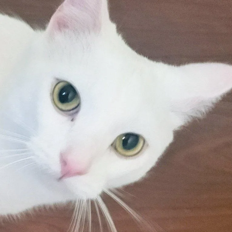 A young medium-sized male White Domestic Short Hair cat named Benny for adoption in Morganton, NC