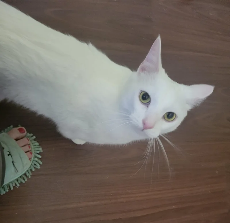 Benny thumbnail 2