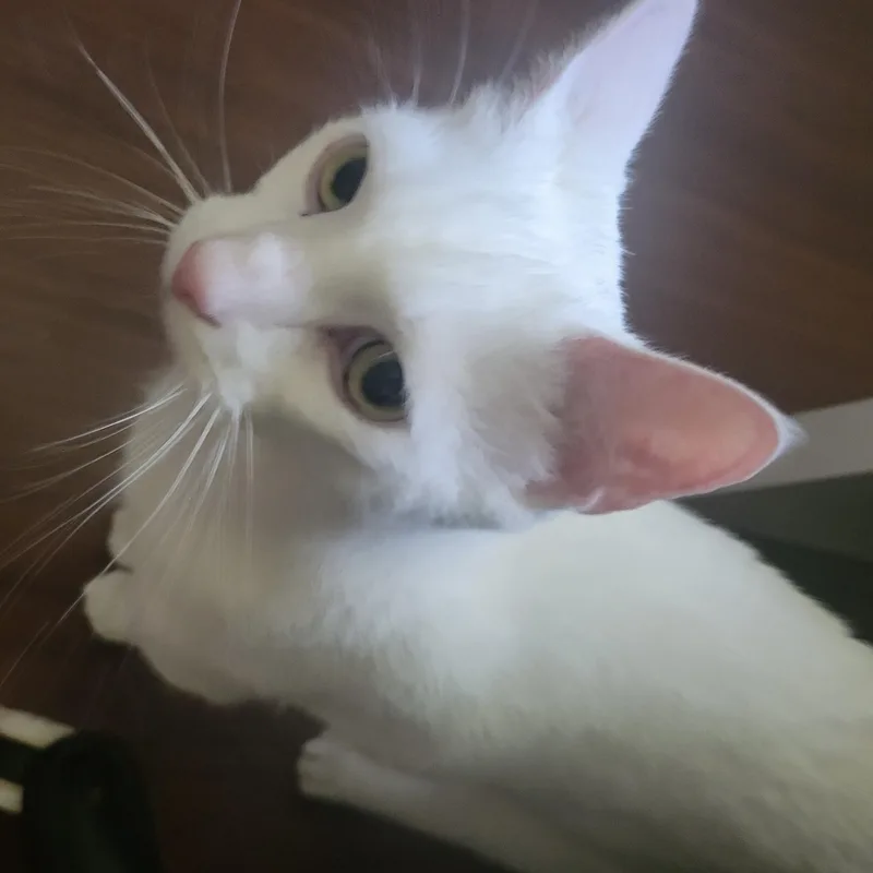 Benny thumbnail 3