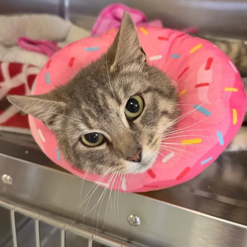 An adult medium-sized female Gray / Blue / Silver Domestic Short Hair cat named Delilah for adoption in Blairsville, GA