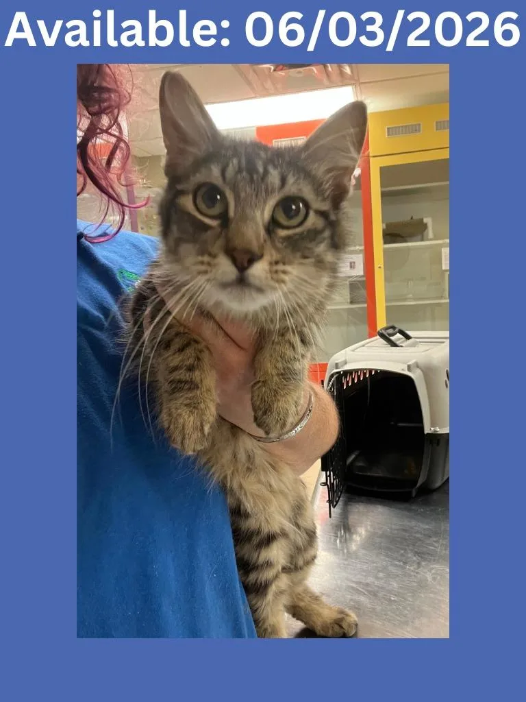A young medium-sized male Domestic Short Hair cat named Cat Display  Milo for adoption in Greenville, TX