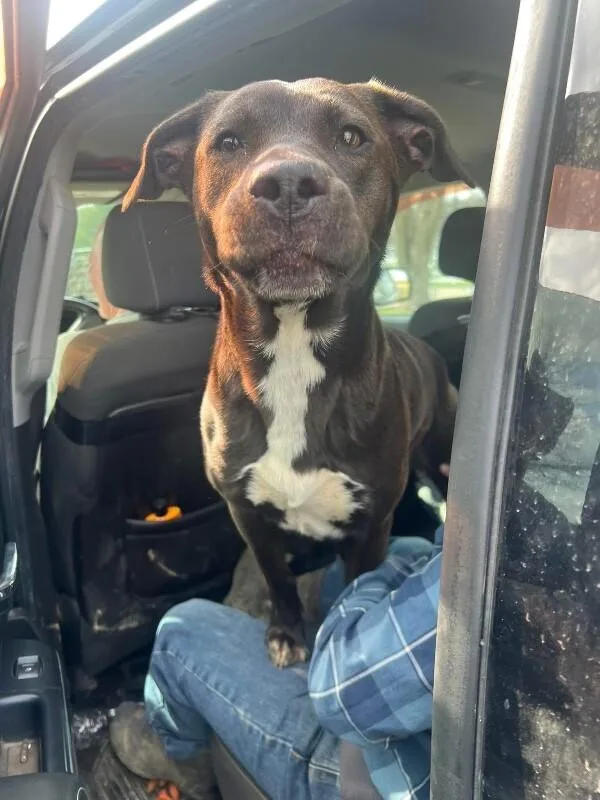 A young medium-sized female Brown / Chocolate Chocolate Labrador Retriever dog named Tiramisu for adoption in Georgetown, OH