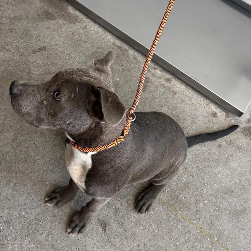 A young medium-sized male Gray / Blue / Silver Mixed Breed dog named Mar for adoption in Las Cruces, NM