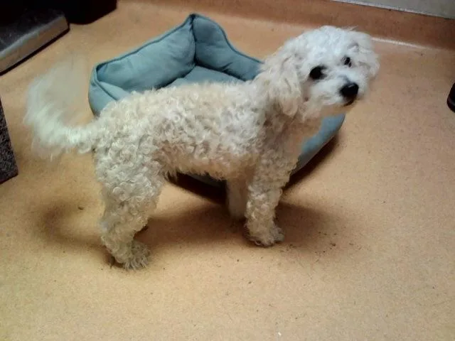 An adult small-sized female Terrier dog named Fresita for adoption in Martinez, CA