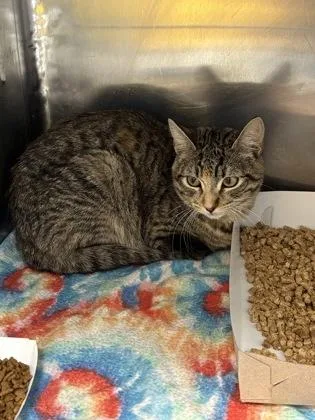 A baby medium-sized female Gray / Blue / Silver Domestic Short Hair cat named 60913557 for adoption in El Paso, TX