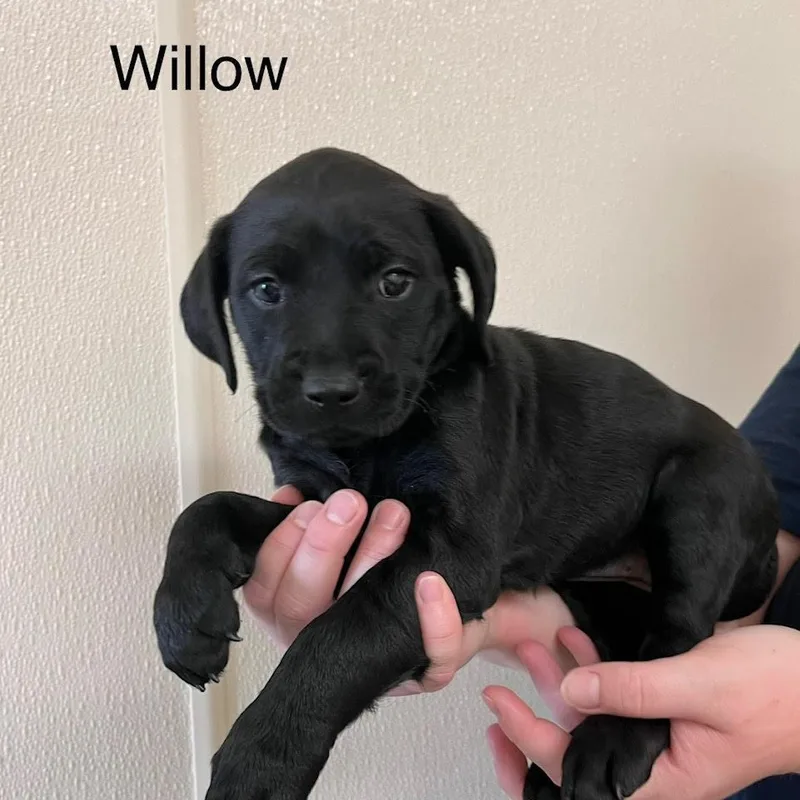 A baby medium-sized male Black Labrador Retriever dog named Willow @ Prison Program for adoption in West Jefferson, OH