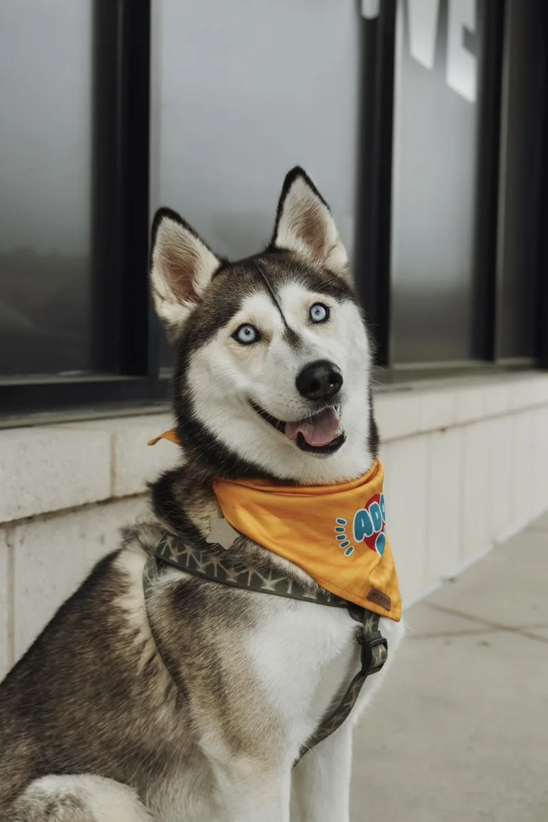 An adult medium-sized female Siberian Husky dog named Osha for adoption in Carrollton, TX