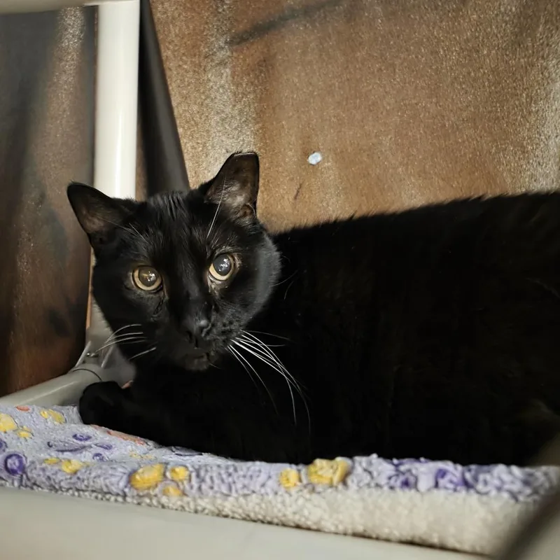 A senior large-sized male Black Domestic Short Hair cat named Rocky for adoption in Oshkosh, WI