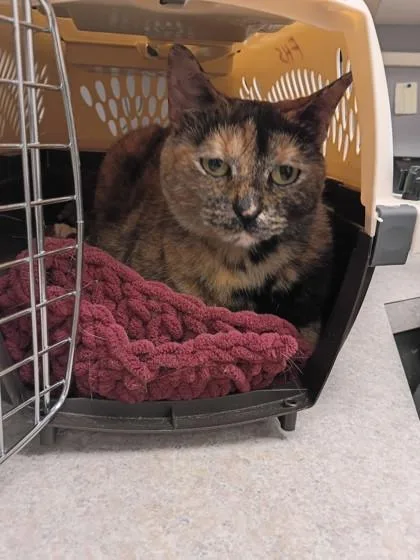 An adult large-sized female Domestic Short Hair cat named Chloe for adoption in Palm Coast, FL