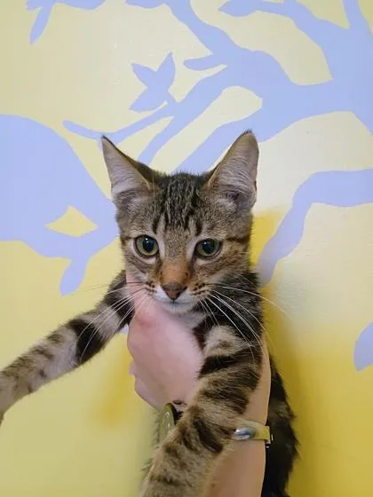 A young small-sized male Domestic Short Hair cat named Burdock for adoption in Beatrice, NE