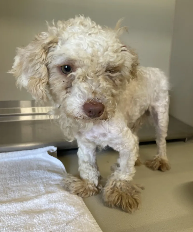A young small-sized male White / Cream Poodle dog named Milton HOLD for adoption in Canton, OH