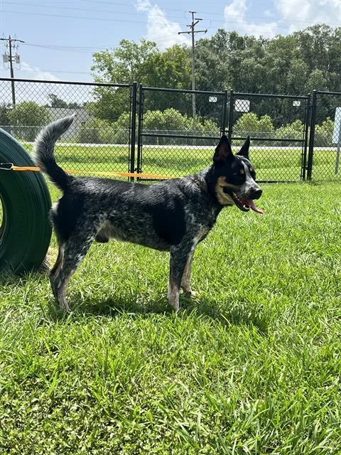 An adult large-sized male Australian Cattle Dog / Blue Heeler dog named A for adoption in Winter Haven, FL