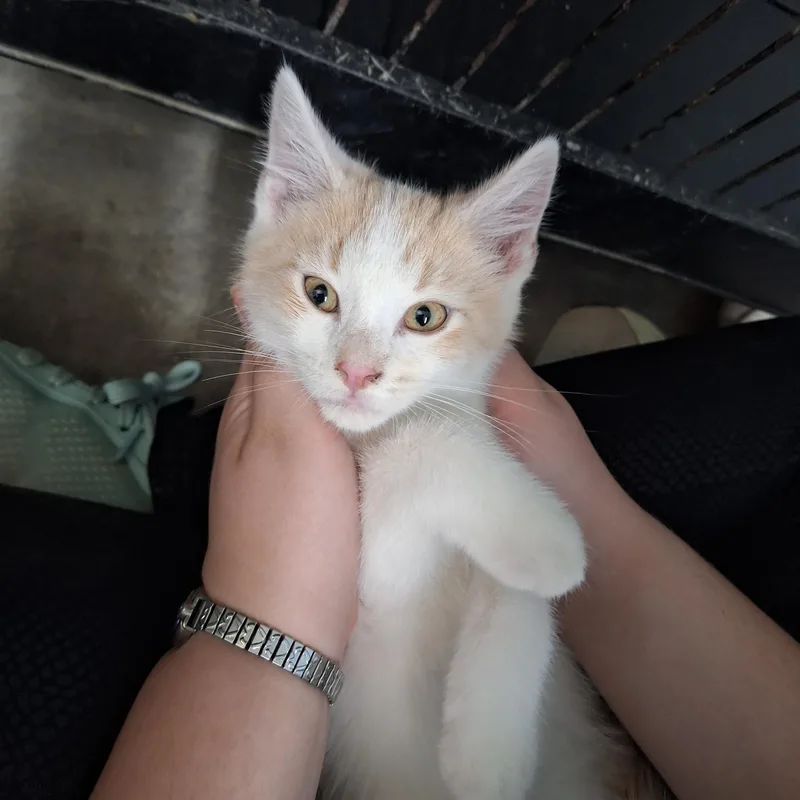 A baby medium-sized male Domestic Short Hair cat named Sandy for adoption in Clarinda, IA