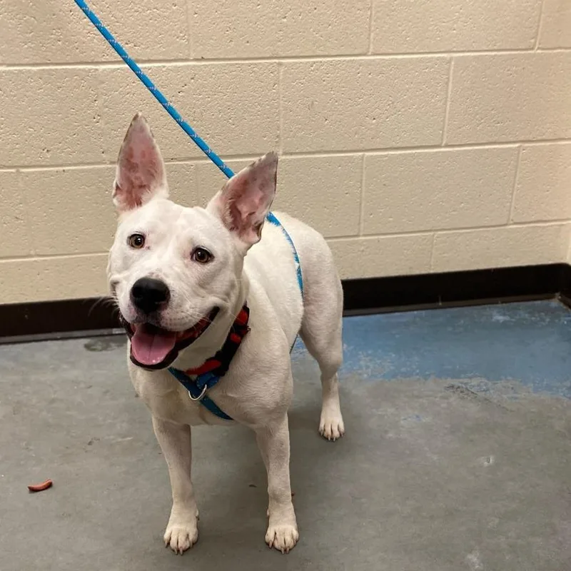 A young medium-sized female White / Cream Mixed Breed dog named Phoenix for adoption in Memphis, TN