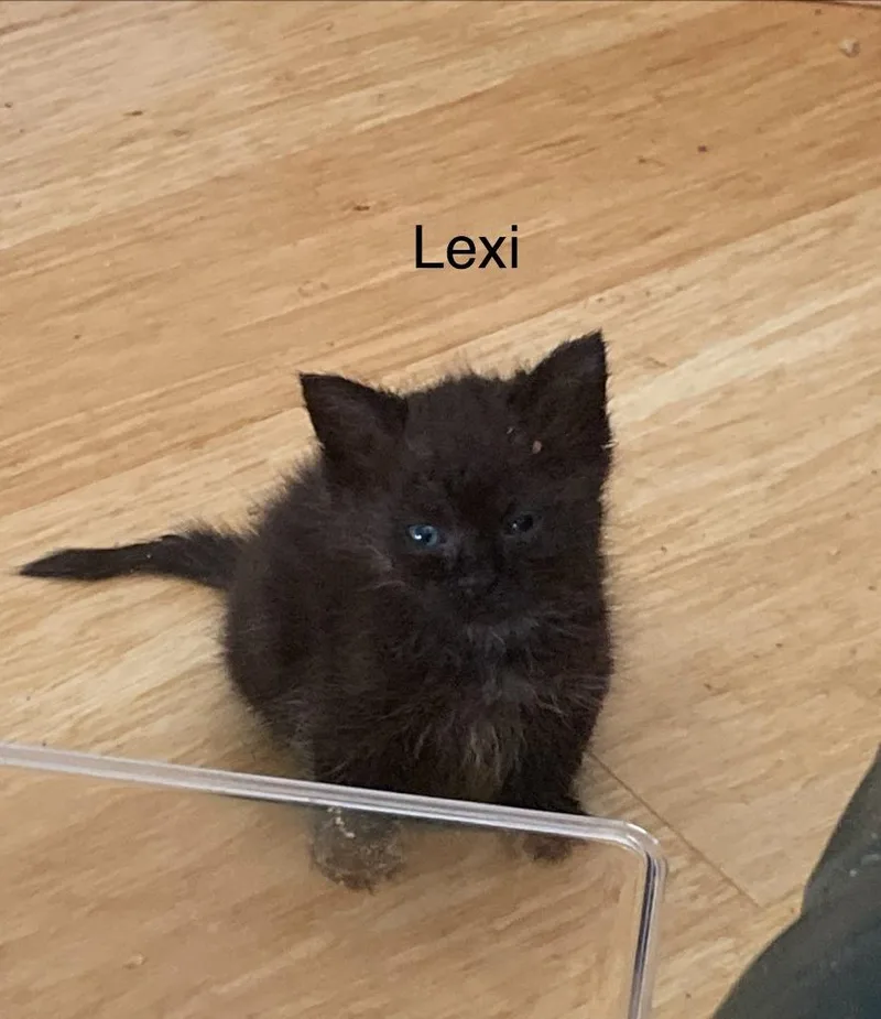 A baby medium-sized female Domestic Short Hair cat named Lexi for adoption in Johnson City, TN