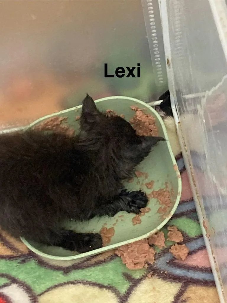 Lexi thumbnail 2