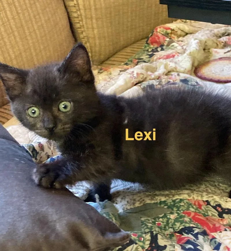 Lexi thumbnail 3