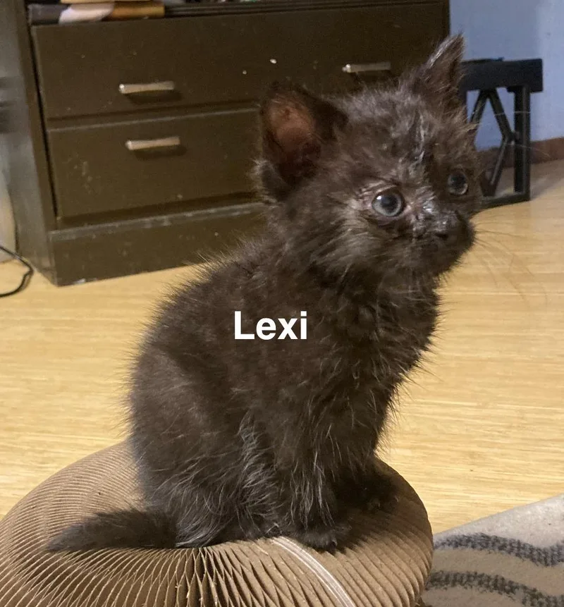 Lexi thumbnail 4