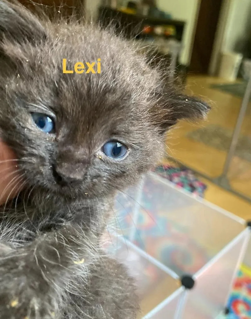 Lexi thumbnail 5