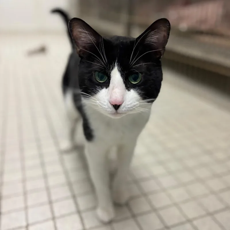 Bob Weir thumbnail 2