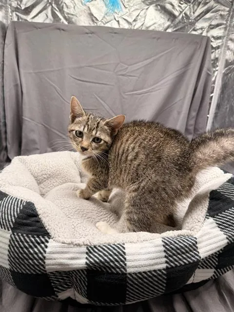 An adult small-sized female Domestic Short Hair cat named Sriracha for adoption in Appling, GA