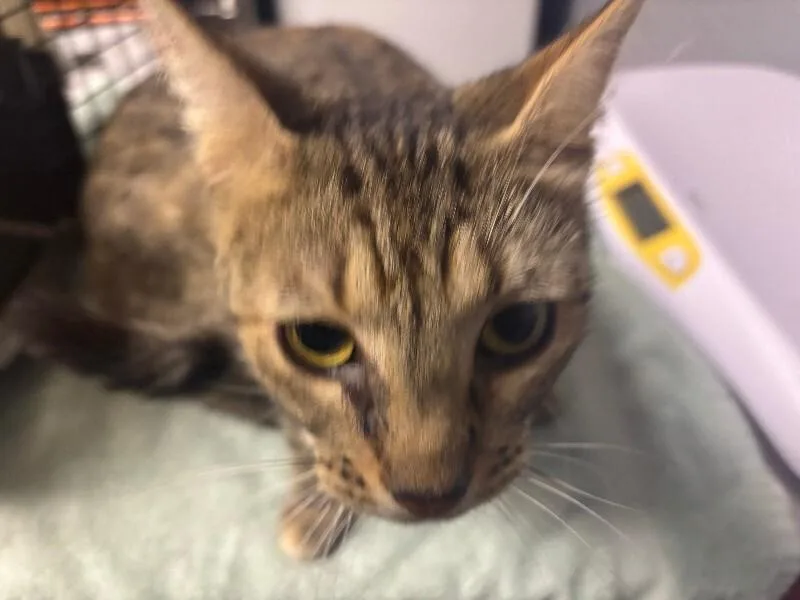 An adult medium-sized female Gray / Blue / Silver Domestic Short Hair cat named Angel for adoption in Cincinnati, OH